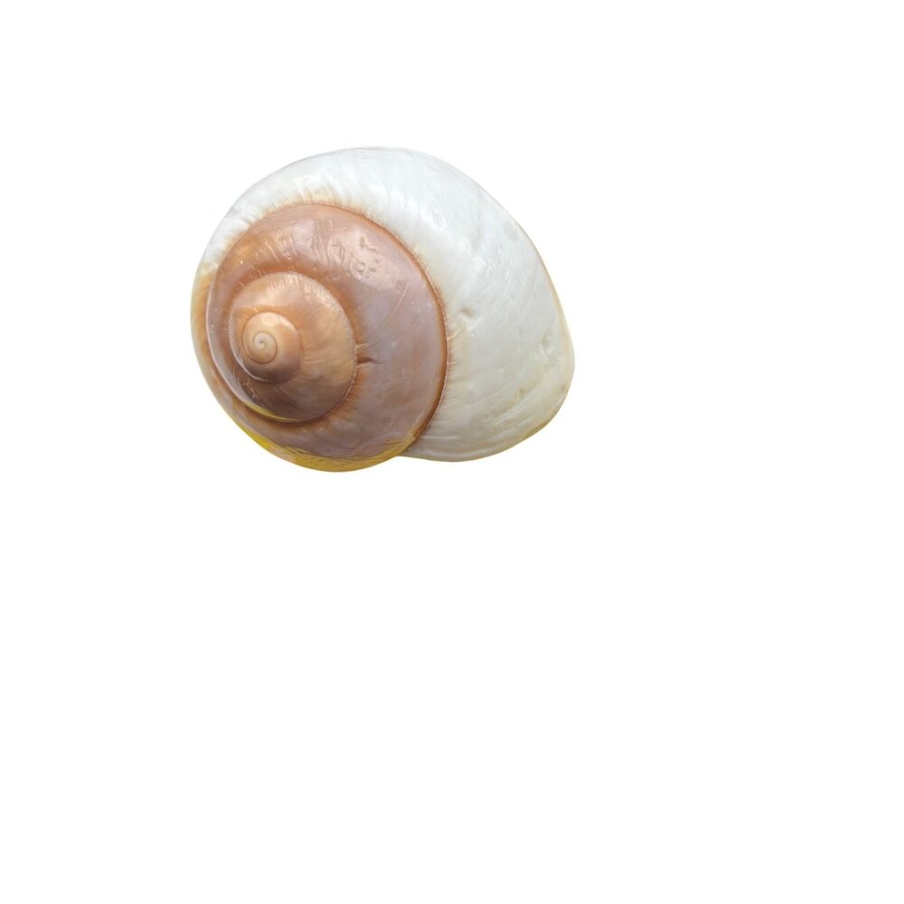 White & Brown Spiral Seashell Decorative Accent